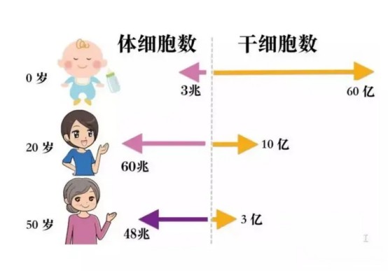 干細(xì)胞到底能做些什么？